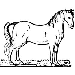 Disegno Cavallo in piedi sull'erba da colorare