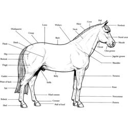 Disegno Cavallo con schema anatomico delle parti del corpo da colorare