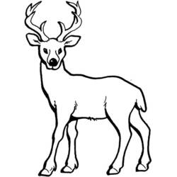 Disegno Cervo in piedi che guarda avanti da colorare