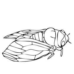 Cicala - Disegni da colorare gratuiti