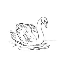 Disegno Cigno che scivola sull'acqua da colorare