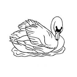 Disegno Cigno che nuota con grazia sull'acqua da colorare