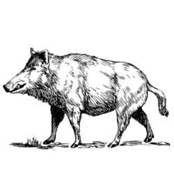 Disegno Cinghiale che cammina nell'erba da colorare