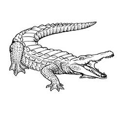 Disegno Coccodrillo con coda arrotolata e fauci aperte da colorare Disegno Coccodrillo con coda arrotolata e fauci aperte da colorare
