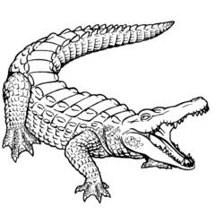Disegno Coccodrillo con bocca aperta e coda arcuata da colorare Disegno Coccodrillo con bocca aperta e coda arcuata da colorare