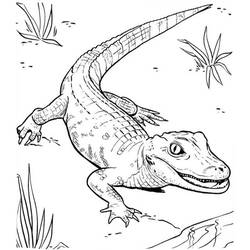 Disegno Coccodrillo con la coda ricurva vicino all'erba da colorare Disegno Coccodrillo con la coda ricurva vicino all'erba da colorare