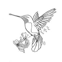 Colibrì - Disegni da colorare gratuiti