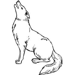 Coyote - Disegni da colorare gratuiti