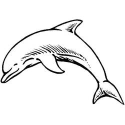 Delfino - Disegni da colorare gratuiti