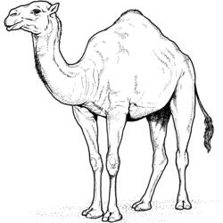 Dromedario - Disegni da colorare gratuiti