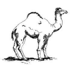 Disegno Dromedario in piedi sulla sabbia da colorare Disegno Dromedario in piedi sulla sabbia da colorare