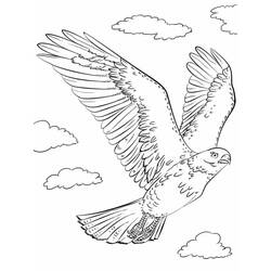 Disegno Falco in volo tra le nuvole da colorare Disegno Falco in volo tra le nuvole da colorare