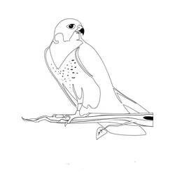 Disegno Falco appollaiato su un ramo da colorare Disegno Falco appollaiato su un ramo da colorare