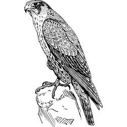 Disegno Falco appollaiato su una roccia da colorare Disegno Falco appollaiato su una roccia da colorare