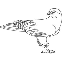Disegno Falco in piedi con le ali ripiegate da colorare Disegno Falco in piedi con le ali ripiegate da colorare
