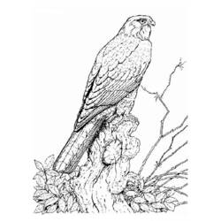 Disegno Falco appollaiato su un tronco d'albero da colorare Disegno Falco appollaiato su un tronco d'albero da colorare
