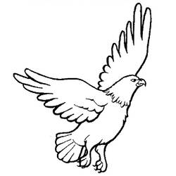 Disegno Falco in volo con le ali spiegate da colorare Disegno Falco in volo con le ali spiegate da colorare