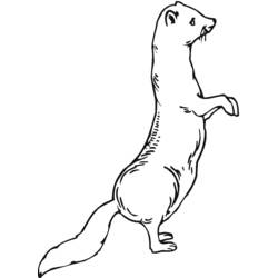 Furetto - Disegni da colorare gratuiti