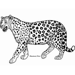 Ghepardo - Disegni da colorare gratuiti