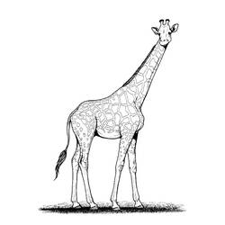 Disegno Giraffa in piedi sull'erba da colorare