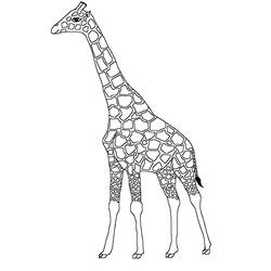 Disegno Giraffa con orecchie e criniera ben definite da colorare