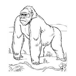 Disegno Gorilla che cammina nel prato da colorare