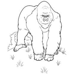 Disegno Gorilla che cammina a quattro zampe da colorare