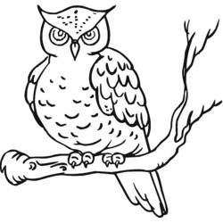 Disegno Gufo appollaiato su un ramo spoglio da colorare