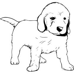 Disegno Labrador cucciolo in piedi da colorare Disegno Labrador cucciolo in piedi da colorare