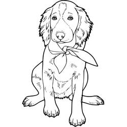 Disegno Labrador con una bandana al collo da colorare Disegno Labrador con una bandana al collo da colorare