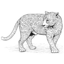 Disegno Leopardo che cammina con pelliccia maculata da colorare