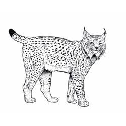 Lince - Disegni da colorare gratuiti