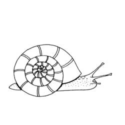 Disegno Lumaca con il suo guscio a spirale da colorare