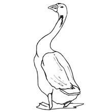 Disegno Oca in piedi con il collo lungo eretto da colorare
