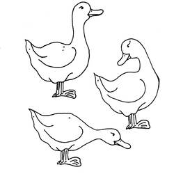 Disegno Oca tre oche in posizioni diverse da colorare