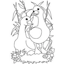 Disegno Due oche tra giunchi e fiori da colorare