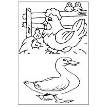 Disegno Oca che cammina vicino a una gallina con i pulcini da colorare