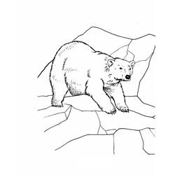 Disegno Orso polare che cammina su rocce ghiacciate da colorare
