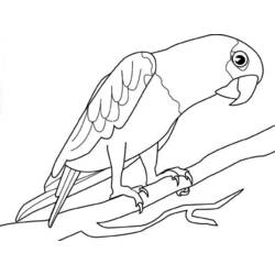 Disegno Pappagallo di profilo con artigli sul ramo da colorare