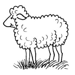 Disegno Pecora in piedi sull'erba da colorare