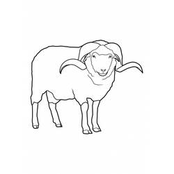 Disegno Pecora in piedi con corna arricciate da colorare