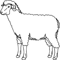 Disegno Pecora in piedi di profilo da colorare