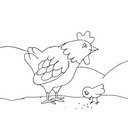 Disegno Gallina con il suo pulcino che becca semi da colorare Disegno Gallina con il suo pulcino che becca semi da colorare