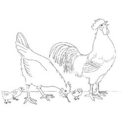 Disegno Pollo famiglia di gallo, gallina e pulcini da colorare Disegno Pollo famiglia di gallo, gallina e pulcini da colorare