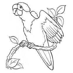 Disegno Pappagallo appollaiato su un ramo con foglie da colorare Disegno Pappagallo appollaiato su un ramo con foglie da colorare