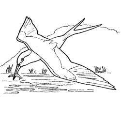 Disegno Rondine in picchiata per catturare un pesce da colorare