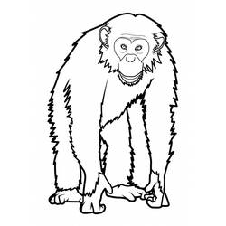 Disegno Scimmia in piedi su quattro arti da colorare