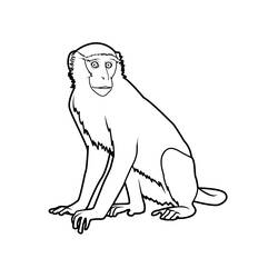 Disegno Scimmia seduta che guarda avanti da colorare