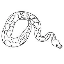 Disegno Serpente pitone arrotolato a spirale da colorare