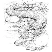 Disegno Serpente in riposo tra rocce ed erba da colorare